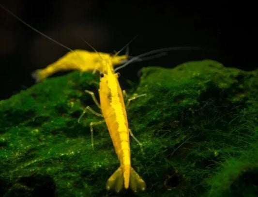 Neocaridina Shrimp