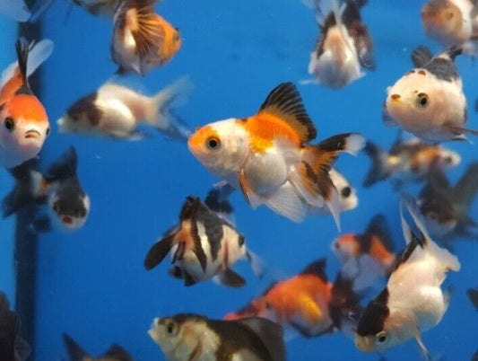 Oranda Goldfish Apache 2-2.5" High Quality 🇺🇸