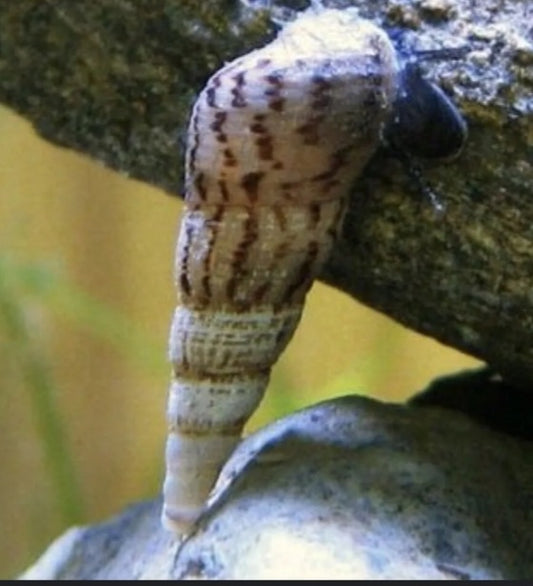 Mylasian Trumpet Snails