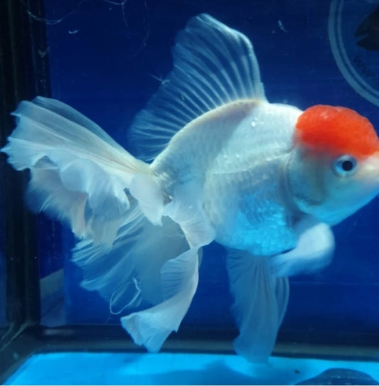 4" Red Cap Oranda Goldfish fantail W/ room To Grow