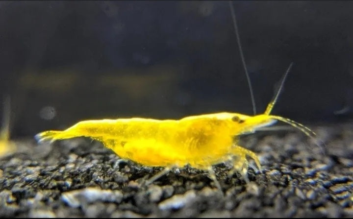 Neocaridina Shrimp