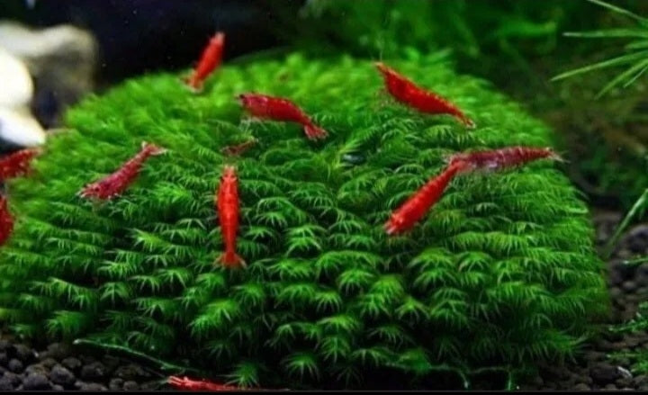 Neocaridina Shrimp