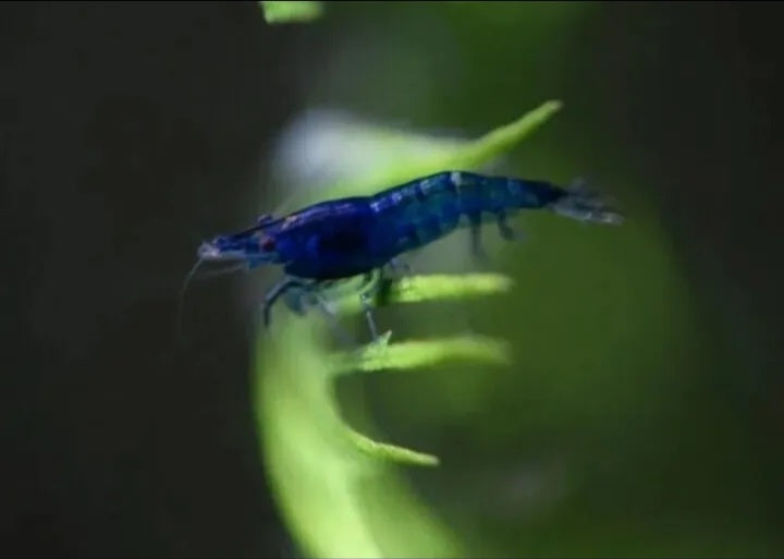 Neocaridina Shrimp