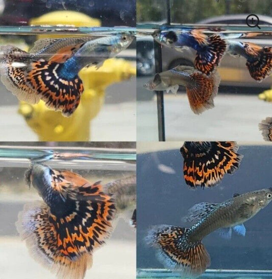 Red Tiger Mosiac Male XL Thai Guppy High Quality 🇺🇸 Seller