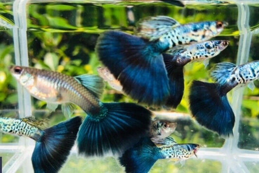 Snake Skin/Galaxy Blue Tail XL Thai Guppy Male AAA High Quality 🇺🇸 Seller