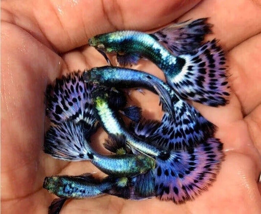 Platinum Purple Mosiac XL Thai Guppy Male AAA High Quality 🇺🇸 Seller