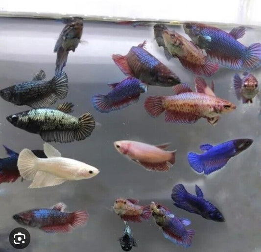 Live Betta Fish *Buy 4 Get 1 Free* Female Sorority Halfmoon 🇺🇲