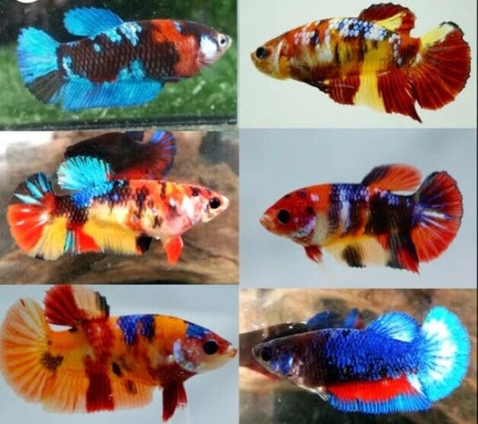 Live Betta Fish *Buy 4 Get 1 Free* Female Sorority HMPK Candy Galaxy Koi - 🇺🇲