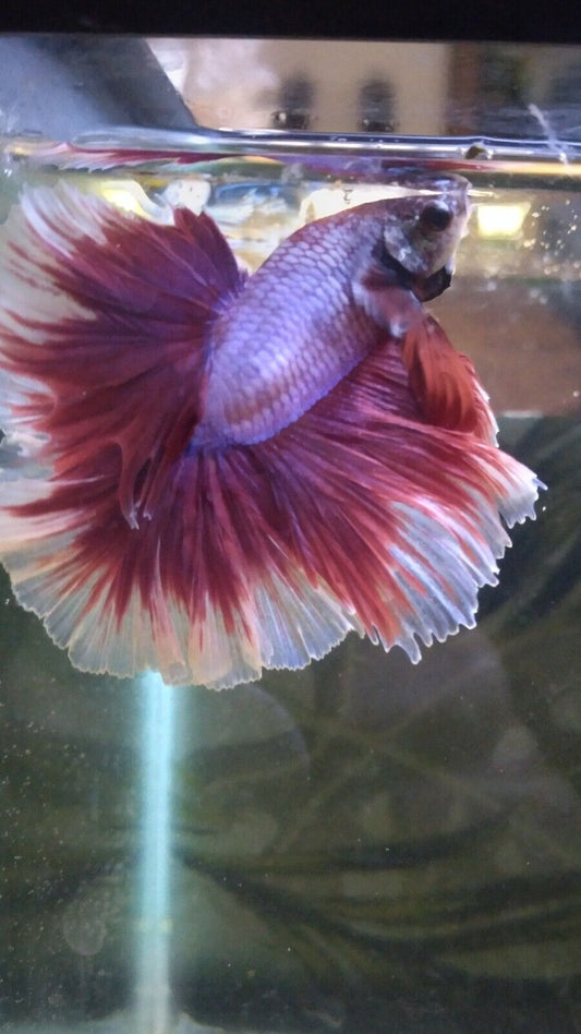 Fancy Butterfly OverHalfmoon Rosetail Live Male Betta Show Quality 🇺🇸 Seller