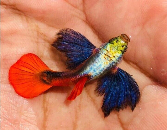 Dumbo Red Tail XL Thai Guppy Female AAA High Quality 🇺🇸 Seller