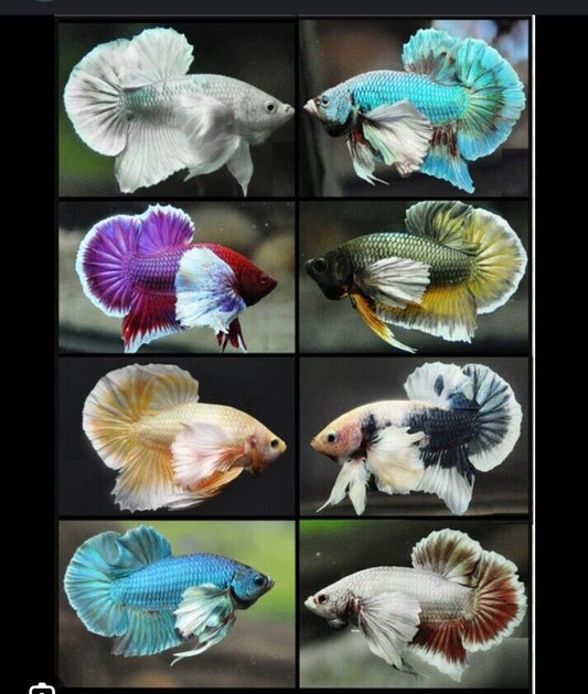 Live Betta Fish *Buy 4 Get 1 Free* Female Sorority Elephant Ear