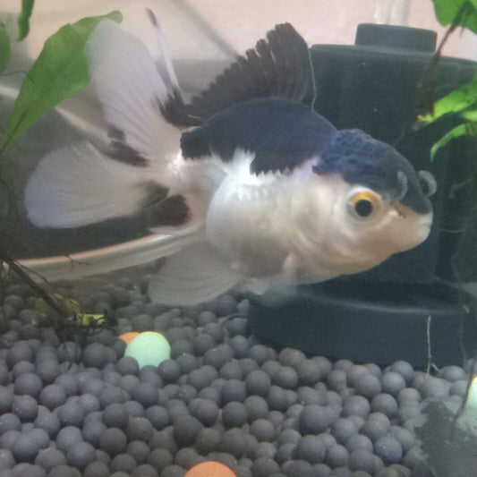 Oranda Panda Goldfish Short Body 3" High Quality 🇺🇸